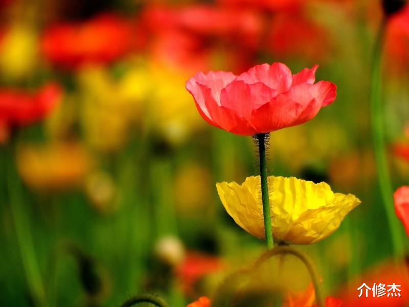 『生肖』最容易令异性喜欢的四大生肖,颜值一般,但异性缘非常好!