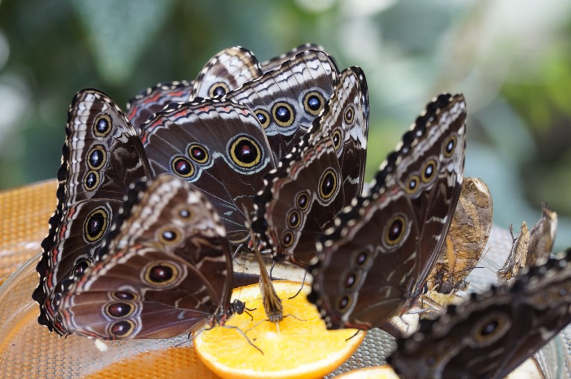 生肖：近期，心系前缘望眼欲穿，情难自已，爱情渐渐回温的四大生肖