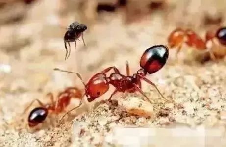 红火蚁@遇到这种小红土堆，千万别碰！广东各地都有