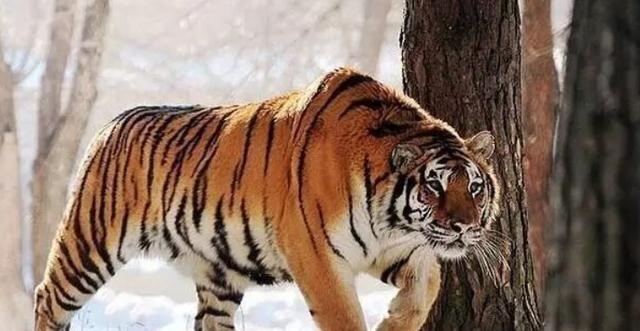 东北虎|在陆地上，有没有动物单挑能打得过东北虎？