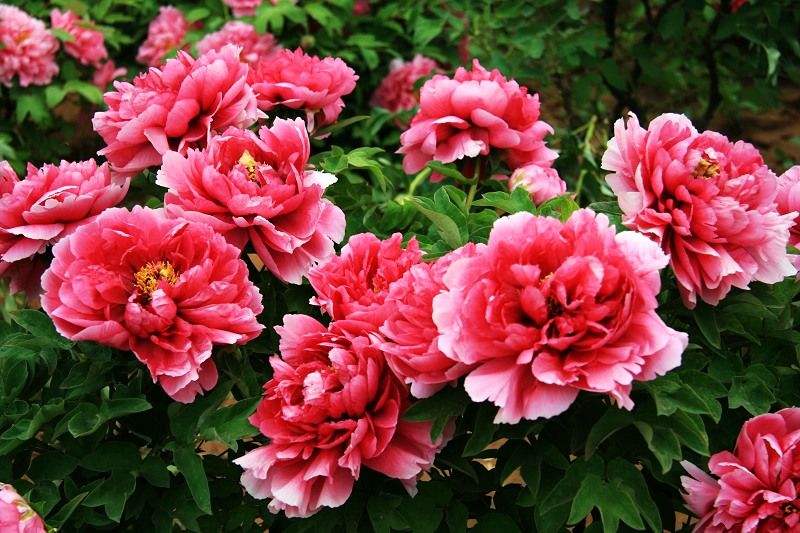 『生肖』一家人有这3个生肖，大灾大病不进门，四代能富贵