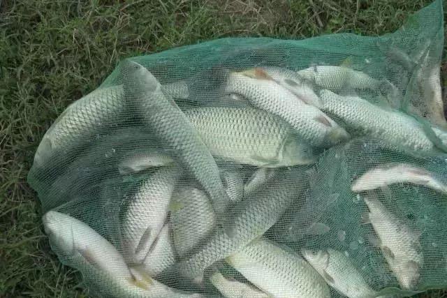 「北海道」为什么说,黑坑不上岸,几乎全是散炮的事