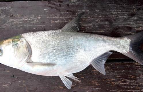 白鲢|网评最难吃的5种淡水鱼，清道夫上榜，你吃过哪几种？