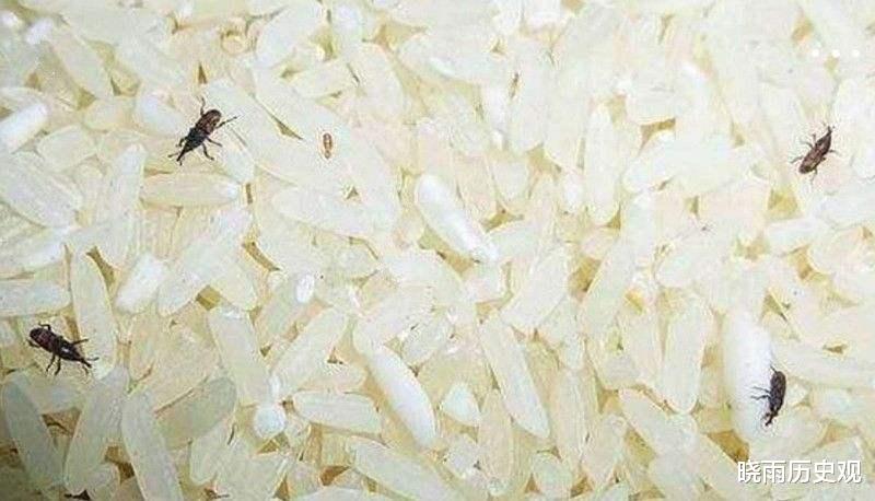 大米|密封的米罐里,有时候为何会出现黑色的虫子,这些虫子吃了会怎样