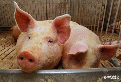 #生猪价格#猪价再次“变脸”，价格易涨难跌，后期价格会如何？
