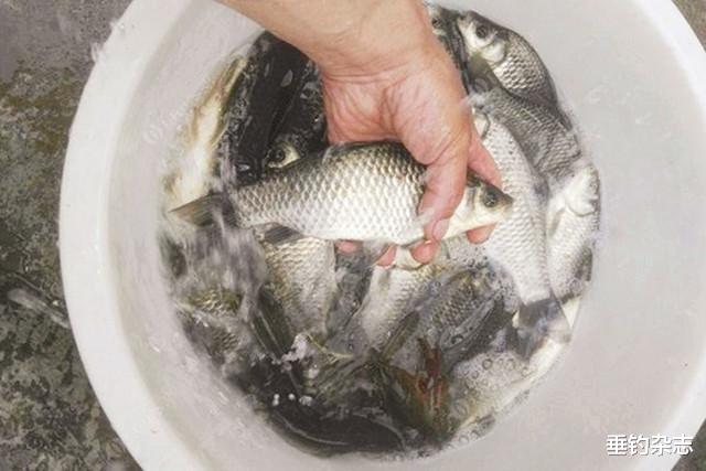饵料：梅雨季节不好钓鱼？学会这几点，想不爆护都难