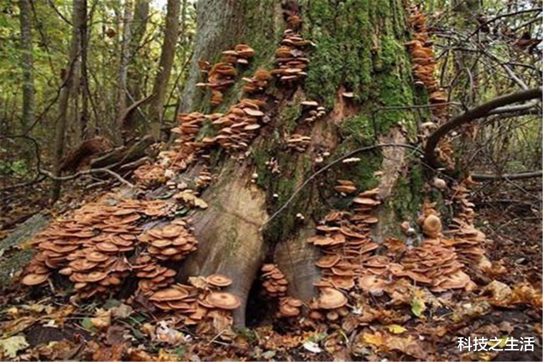 科学家|自然界中最大的生物不是蓝鲸，却是一株蘑菇，已经生长了2400年！