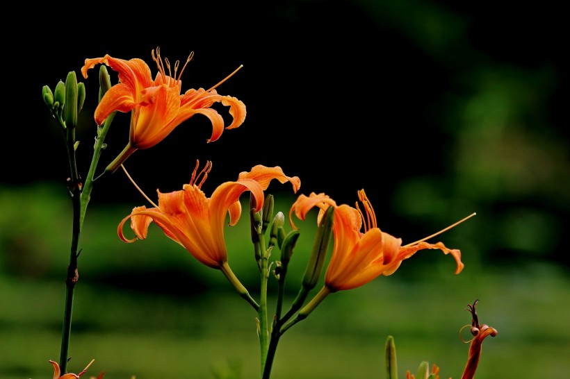 「」下个月内，红娘送姻缘拥抱真爱，情深入骨，余生恩爱的四大生肖