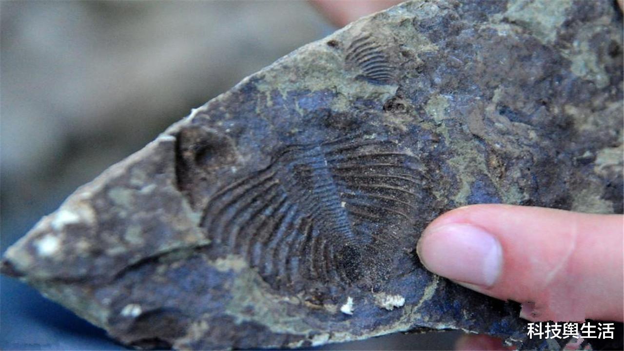 化石|数亿年前的化石上,出现不该存在的东西,人类或该提高警惕!