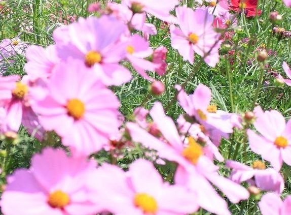 生肖|8月15号开始，4属相财星相伴，好事频发，顺风顺水，生活如鱼得水