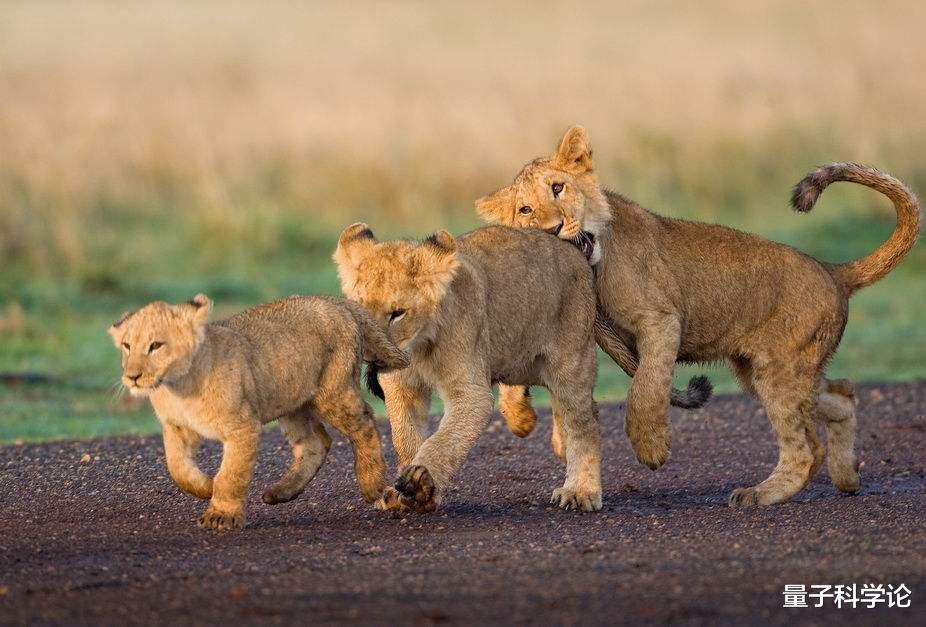 哺乳动物|人类为什么失去了“丁丁骨”？这种进化是退步，还是优势？