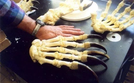 |30个你想象不到的庞然“大”物，又涨姿势了！