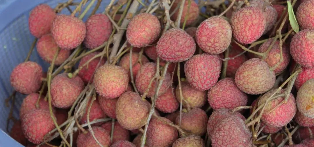 水果▲香蕉不通便!吃火龙果尿血?20个水果真相,让你惊掉下巴