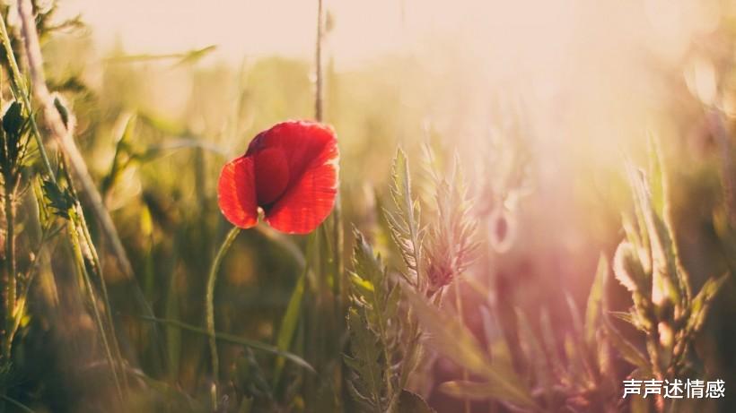 #生肖#下半年开始，桃花运旺盛，即将喜遇好姻缘，爱情甜蜜无比4大生肖