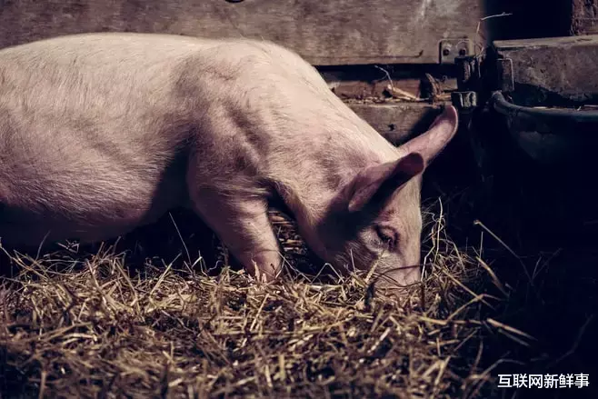 电影▲万科入局!大厂为什么都要养猪?