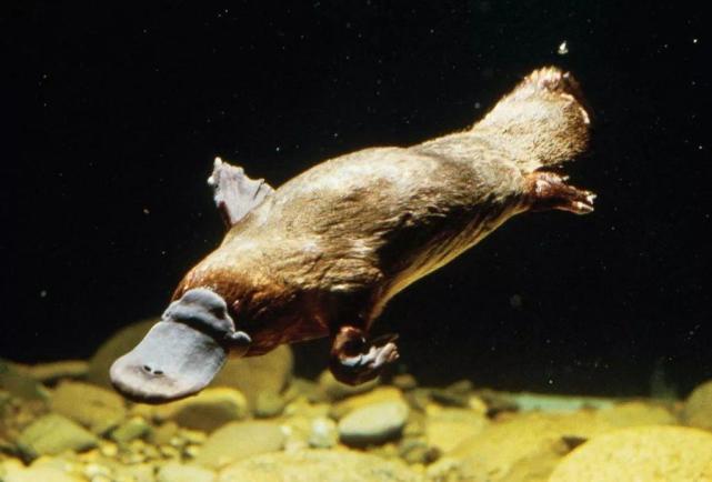 恒星|会下蛋会哺乳的鸭嘴兽，杂糅多物种特征：谁说我的嘴巴是假的？
