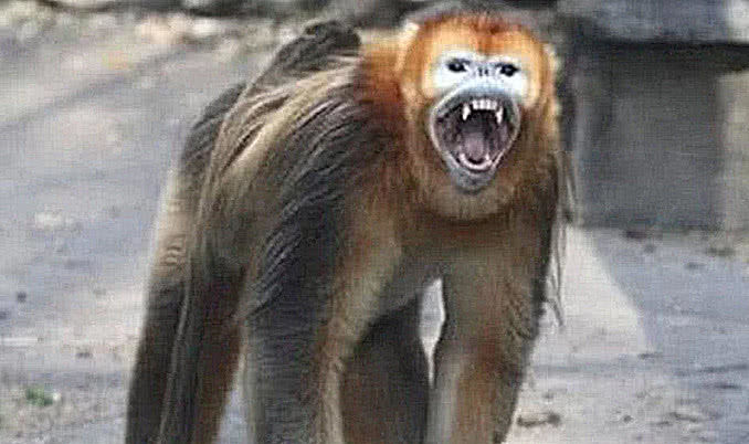 正专心给老公捉虱子，公猴突然站起放屁，母猴炸锅