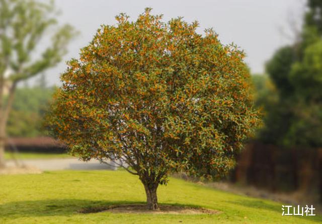 历史揭秘|吴刚砍树中国人都知道，可吴刚究竟为什么非要和一棵桂树较劲呢？