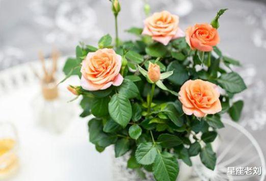 [生肖]天生凤凰命的3大生肖女，红颜不祸水，老来更旺夫，不缺钱不缺爱