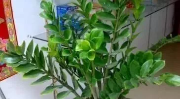 「甲醛」2种树,卧室养1棵,客厅养2棵,旺财还“镇宅”,甲醛也少了