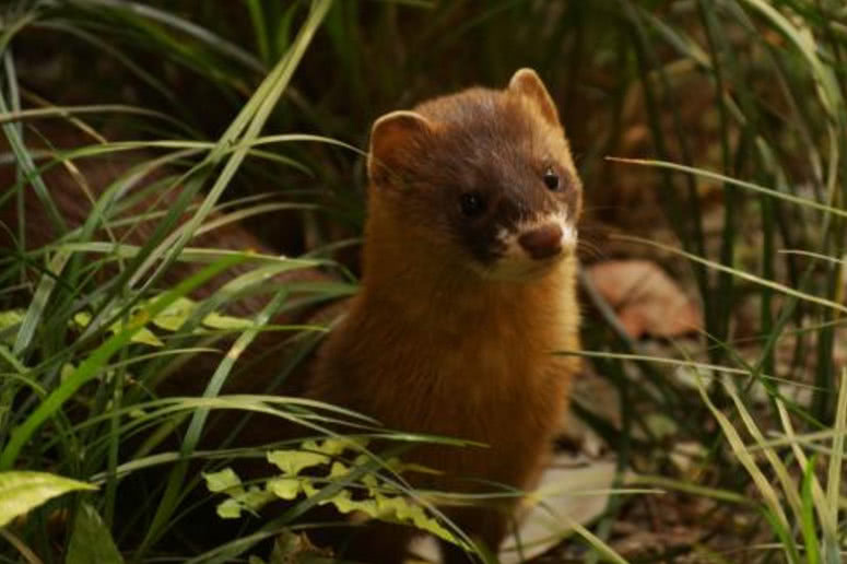 ：为何人们大多不敢杀“黄鼠狼”？并非迷信，答案万万没想到