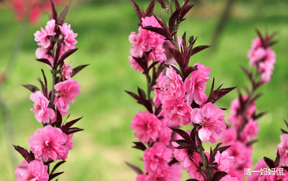 #生肖#6月下旬,有吉运的生肖,贵人提携,事业一鸣惊人,恭喜恭喜