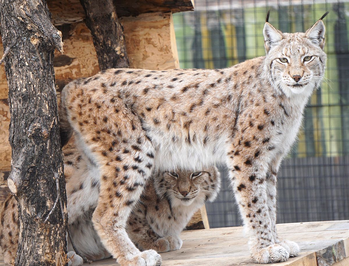 |狼见了都要叫大哥的“猞猁”，在森林里究竟有多恐怖？