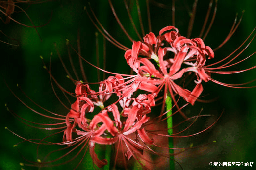 「吉星」下个月吉星庇佑，4属相横财不断，喜事接二连三，步步高升