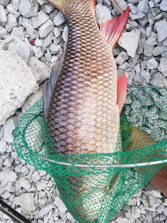 郴州|郴州钓鱼人湘江钓起“泰国鲤鱼”，这种鱼在湘江增长迅速