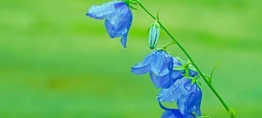 白羊座@磨难越多,越有出息的星座,潜力大,聪慧机智,坚韧勇敢