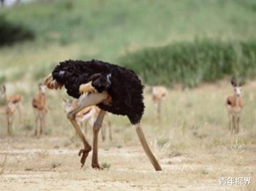『狮子』全球最凶猛的鸟,一脚能把狮子给踢死,身高3米却吃素