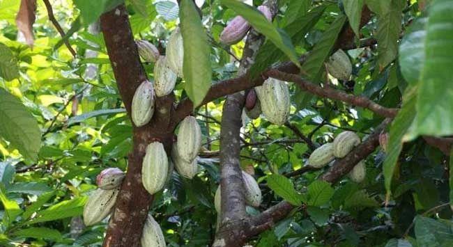 【见血封喉树】听名字就觉得可怕的植物，你看过毒性很强的见血封喉树么