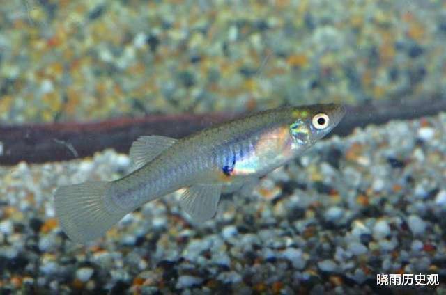 『』中国吃货终于败了,这种入侵鱼类目前已经泛滥,吃货们也难以对付