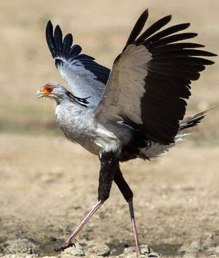 『蜜獾』蛇类虽然可怕,但绝不属于食物链顶端,盘点蛇类的十大克星!