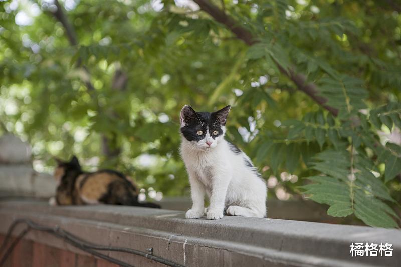 猫虽特立独行，但也可以跟随环境变化改变社交方式