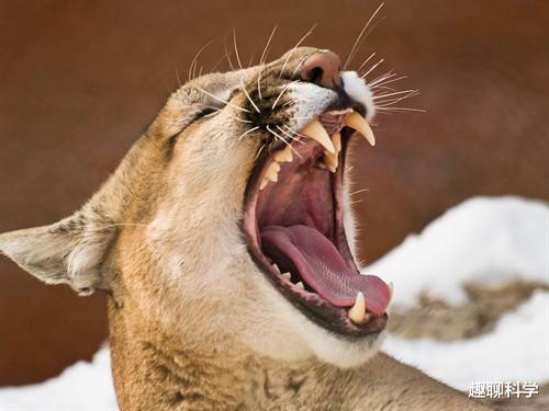 美洲豹|美洲豹之下无对手，但却被猛犬处处克制，这种猫科动物活得很郁闷