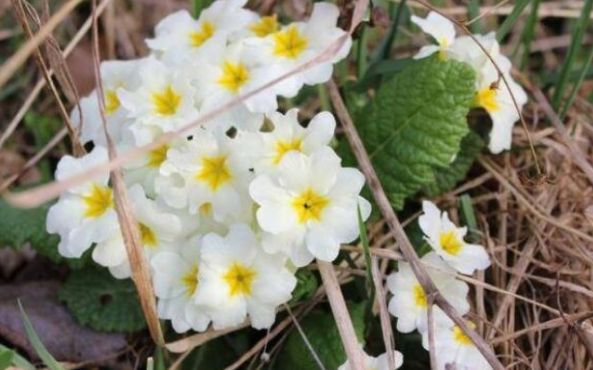 「双鱼女」婚后离不开老婆的3种生肖男，老婆就是他们的全部，难以相信