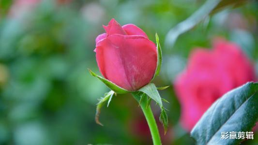 天蝎座|有美貌，有实力，内外兼修的三个星座女，狮子，天蝎上榜