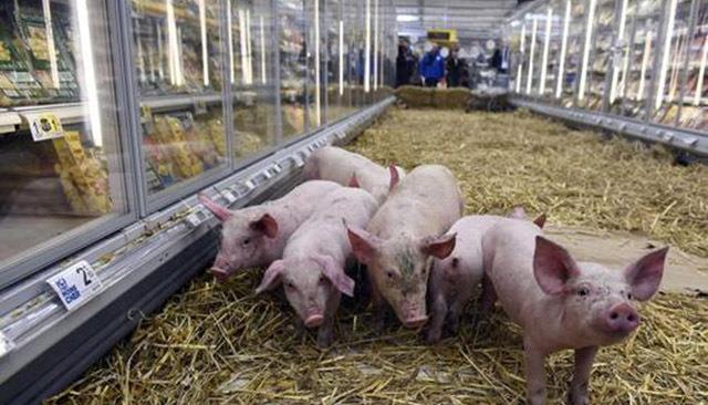 猪肉|猪肉“二十元时代”将落幕?这个现象已经出现,终于要结束了?