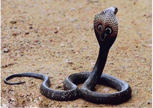 『蜜獾』蛇类虽然可怕,但绝不属于食物链顶端,盘点蛇类的十大克星!