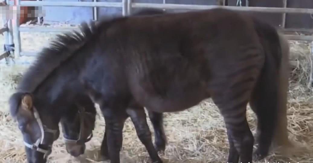 科学家■不同物种杂交能造出什么“怪胎”，第二个笑喷了