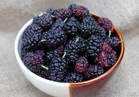 桑葚■桑葚营养好吃，桑葚有哪些功效和作用，吃桑葚有什么禁忌？