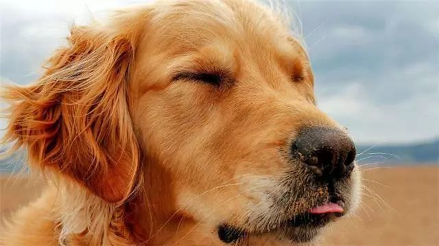 狗狗最害怕的5种东西，尤其是最后一种