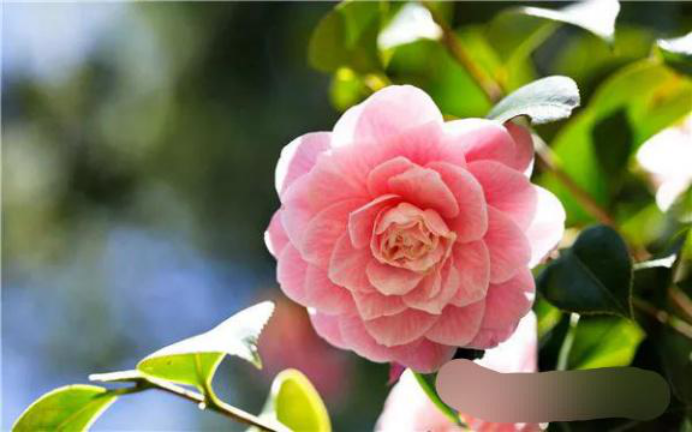 生肖|八月来临贵气来如风，财运满堂红，正财偏财汇至，财旺家荣的生肖