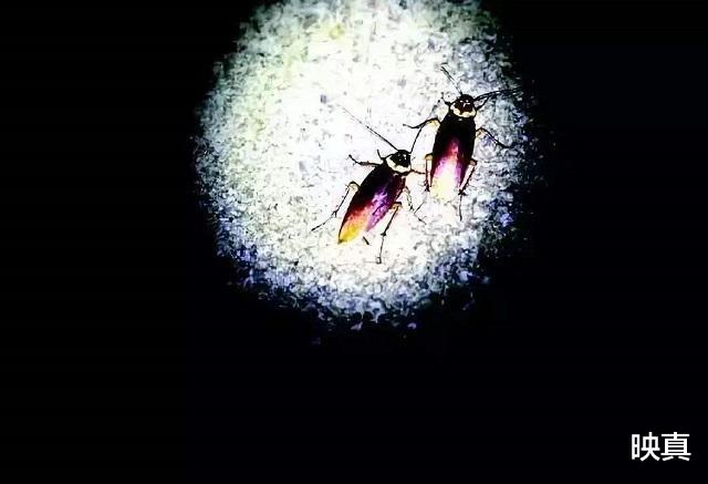 蟑螂:辞掉公务员,靠厨余垃圾养了8亿只蟑螂,如今已是上百亿的生意