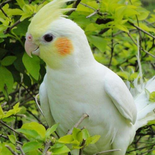 玄凤鹦鹉，鹦鹉中的歌皇，小鲜肉