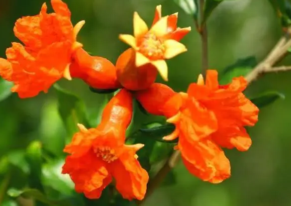 【吉星】6月有吉星庇佑，财运亨通，4属相发财享富贵，日子顺心如意