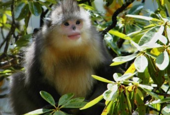 巨蟹座|10月份喜事接二连三，好运上上签，财富暴涨的4个生肖