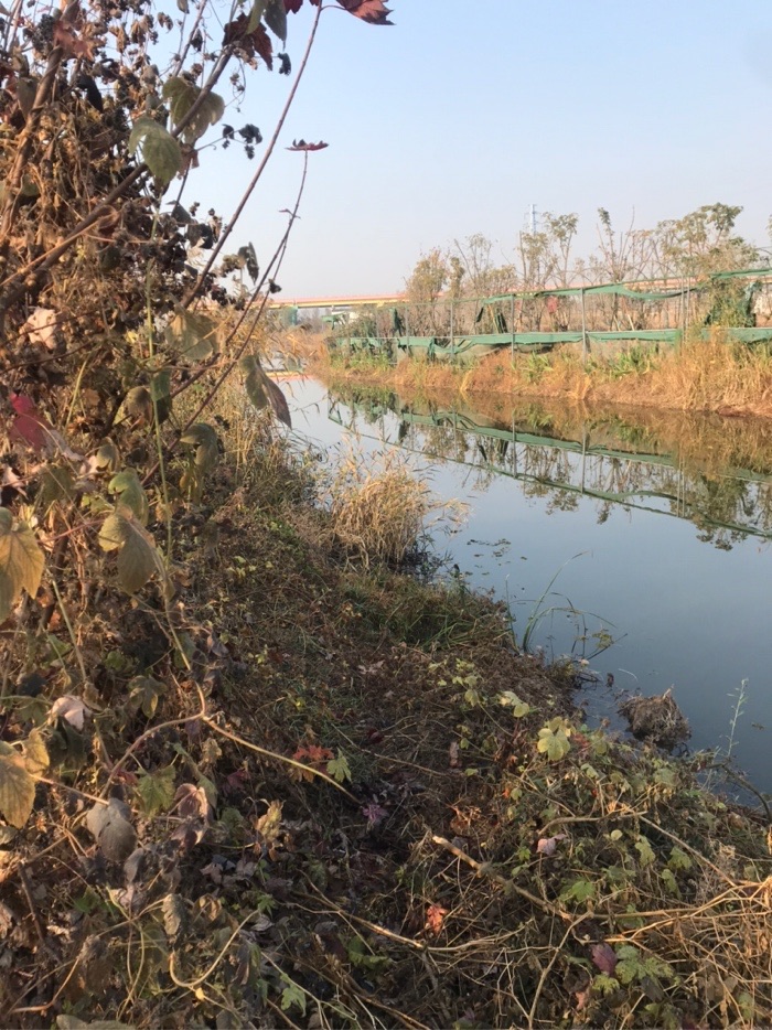 鳄鱼|今天钓了7条鲫