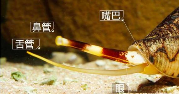 毒液|一滴毒液就可以杀死20人，它是“剧毒杀手”也可以治愈癌症